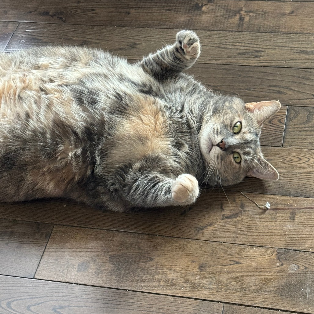 Shelter Stray Female Cat last seen , Animal Care & Control Team of Philly, 111 W Hunting Park Ave, Philadelphia, PA 19140, USA