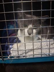 Found/Stray Female Cat last seen Grissom elementary, Muncie, IN 47302