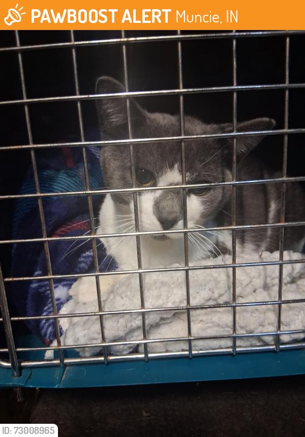 Found/Stray Female Cat last seen Grissom elementary, Muncie, IN 47302