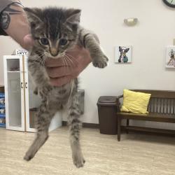 Shelter Stray Unknown Cat last seen , 901 N Haverty St, Pine Bluff, AR 71601, USA