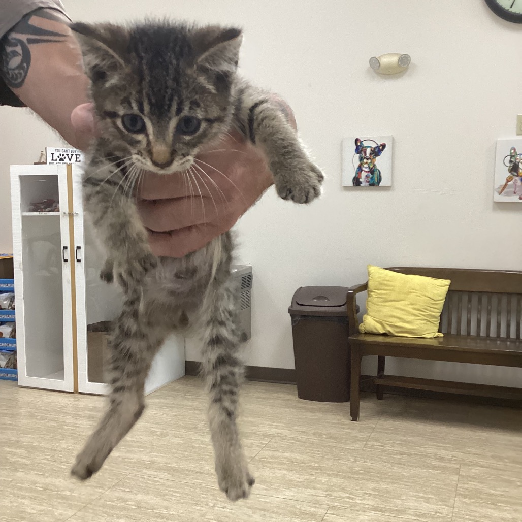 Shelter Stray Unknown Cat last seen , 901 N Haverty St, Pine Bluff, AR 71601, USA