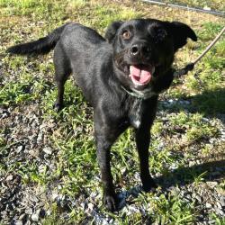 Shelter Stray Male Dog last seen , 2951 S 1st St, Cabot, AR 72023, USA