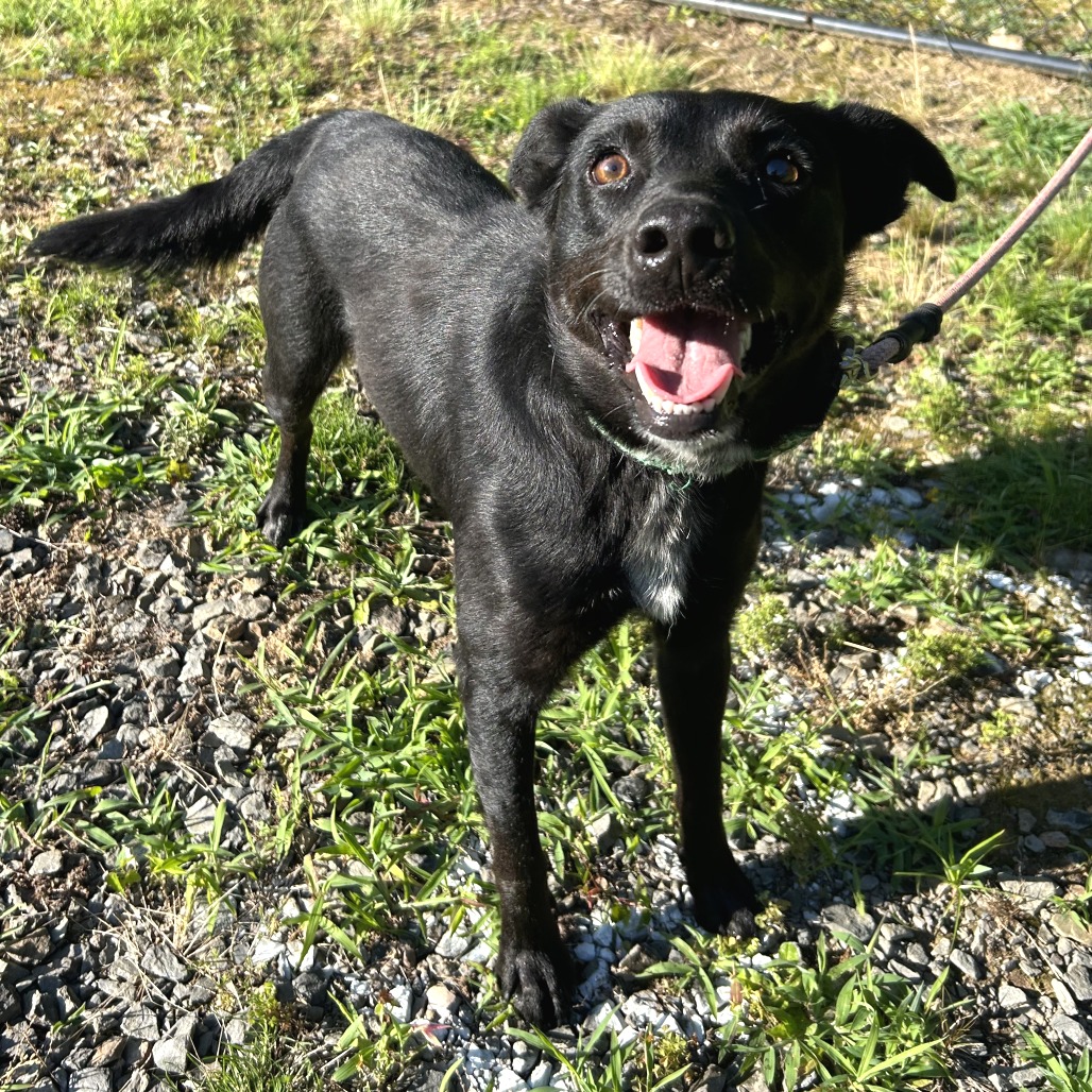Shelter Stray Male Dog last seen , 2951 S 1st St, Cabot, AR 72023, USA