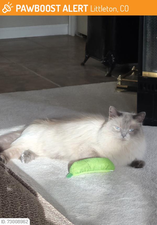 Found/Stray Unknown Cat last seen Broadway and Jamison Ave , Littleton, CO 80123