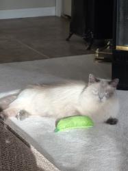 Found/Stray Unknown Cat last seen Broadway and Jamison Ave , Littleton, CO 80123