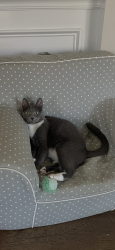 Lost Female Cat last seen Chapel Cove, Steele Creek, Steele Creek, NC 28278