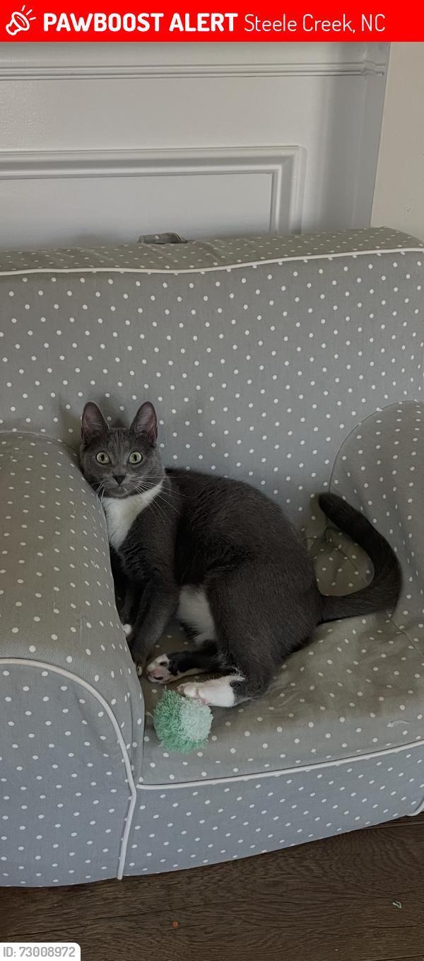 Lost Female Cat last seen Chapel Cove, Steele Creek, Steele Creek, NC 28278