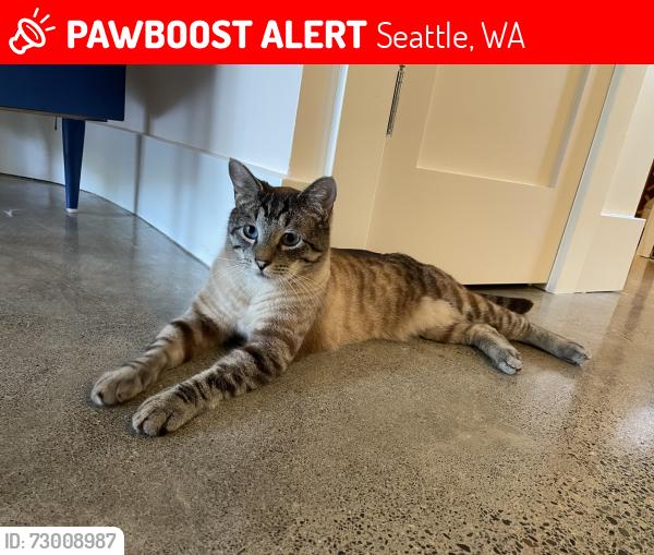 Lost Male Cat last seen 8th & 118th, Seattle, WA 98177