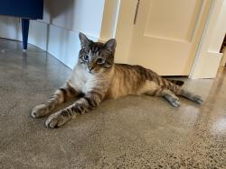 Lost Male Cat last seen 8th & 118th, Seattle, WA 98177
