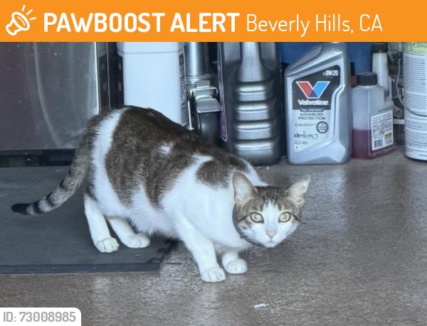 Found/Stray Unknown Cat last seen Upper Bowmont Drive / Mullholland , Beverly Hills, CA 90210