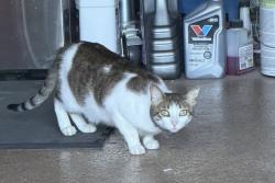 Found/Stray Unknown Cat last seen Upper Bowmont Drive / Mullholland , Beverly Hills, CA 90210