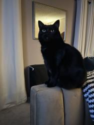 Lost Female Cat last seen Gunbarrel/Ziegler/N.Joiner Rd, Chattanooga, TN 37421