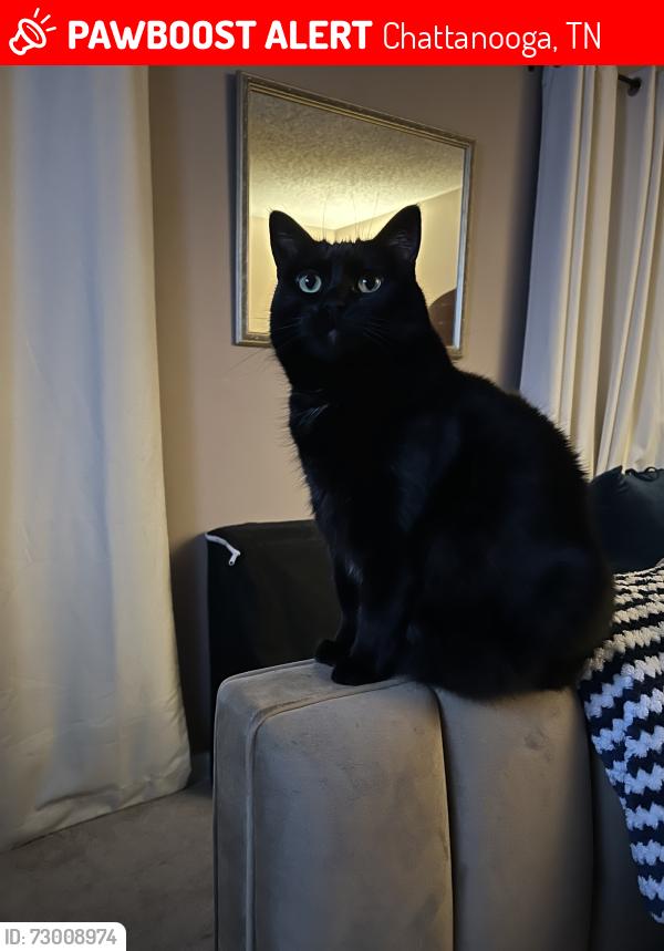 Lost Female Cat last seen Gunbarrel/Ziegler/N.Joiner Rd, Chattanooga, TN 37421