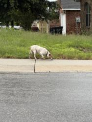 Found/Stray Male Dog last seen Allison drive and rolling valley dr, New Braunfels, TX 78130