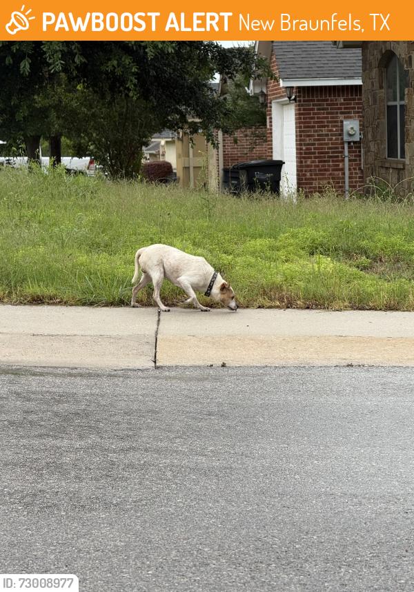 Found/Stray Male Dog last seen Allison drive and rolling valley dr, New Braunfels, TX 78130