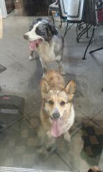 Found/Stray Unknown Dog last seen Buena Park off of Kerr Green, Buena Park, CA 90621