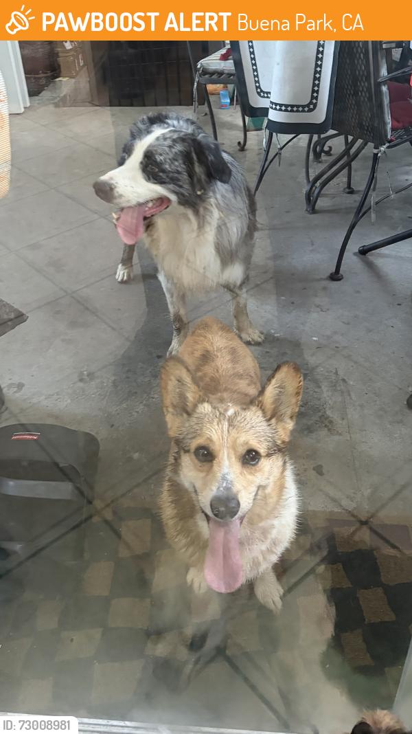 Found/Stray Unknown Dog last seen Buena Park off of Kerr Green, Buena Park, CA 90621