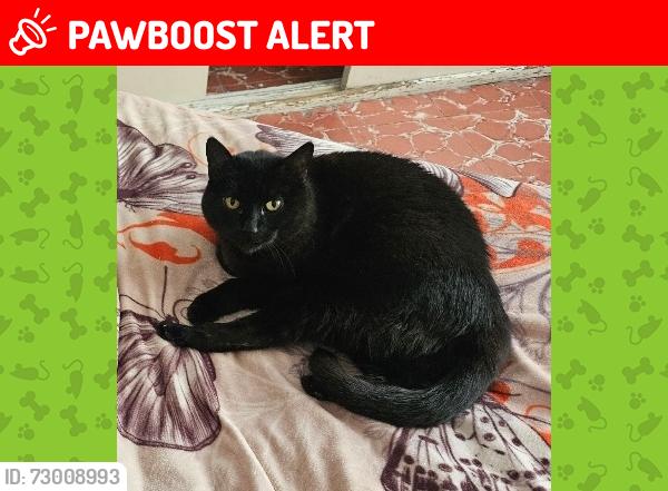 Lost Female Cat last seen Ixmiquilpan 105, Pachuca de Soto, Hgo. 42090