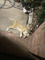 Lost Male Cat last seen N Knowel Rd, Saginaw TX , Fort Worth, TX 76179