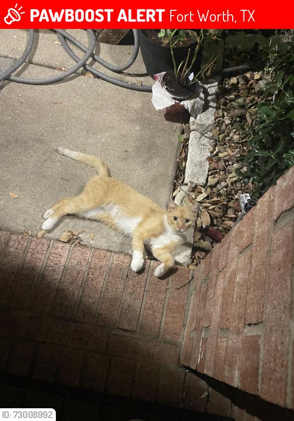 Lost Male Cat last seen N Knowel Rd, Saginaw TX , Fort Worth, TX 76179