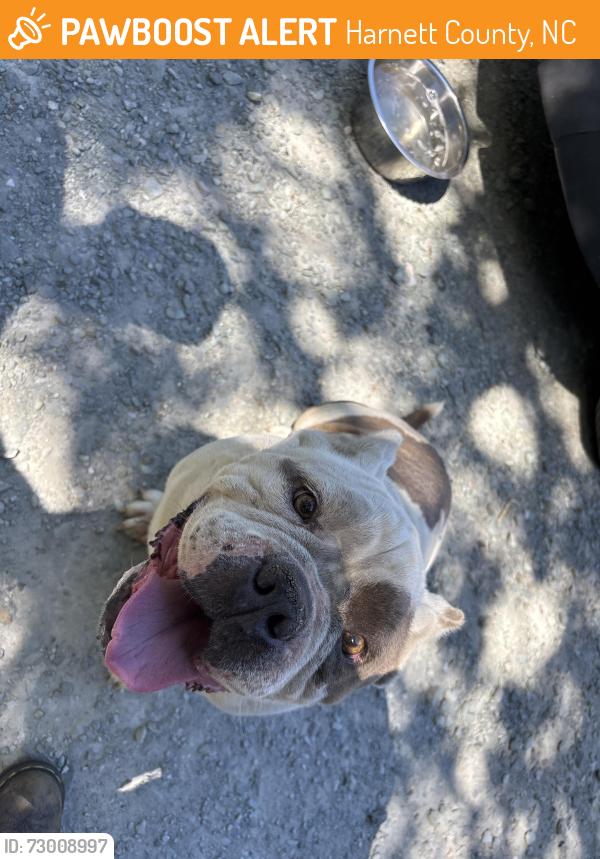 Found/Stray Male Dog last seen West Road, Cameron, Harnett County, NC 28326