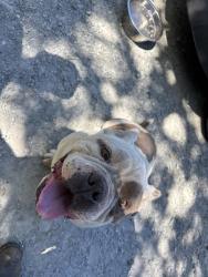 Found/Stray Male Dog last seen West Road, Cameron, Harnett County, NC 28326