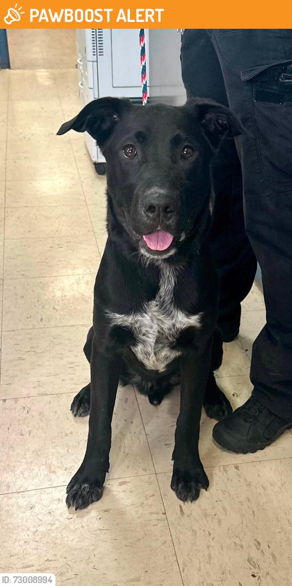 Found/Stray Male Dog last seen Dale St W and 9th Ave S, South Saint Paul, MN 55075