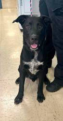 Found/Stray Male Dog last seen Dale St W and 9th Ave S, South Saint Paul, MN 55075