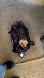 Reunited Female Dog last seen Bullock Habersham apmt , East Point, GA 30344
