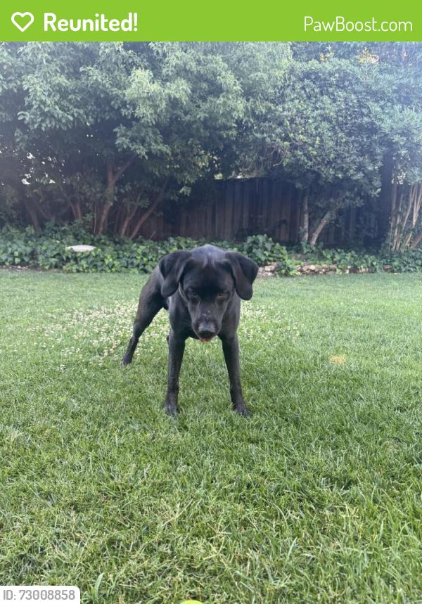 Reunited Female Dog last seen Bronson Dr. and Iris- granite bay ca, Granite Bay, CA 95746