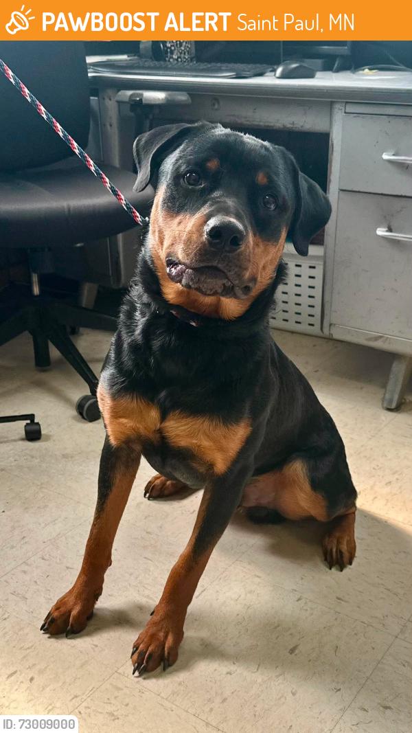 Found/Stray Male Dog last seen Lafond and Saint Albans, Saint Paul, MN 55104