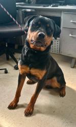 Found/Stray Male Dog last seen Lafond and Saint Albans, Saint Paul, MN 55104