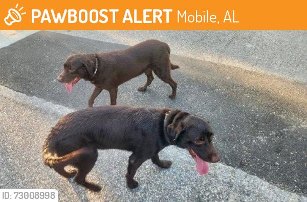 Found/Stray Unknown Dog last seen Riviere du Chien Rd/Halls Mill Rd, Mobile, AL 36693