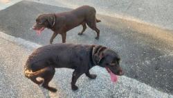 Found/Stray Unknown Dog last seen Riviere du Chien Rd/Halls Mill Rd, Mobile, AL 36693