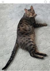 Reunited Male Cat last seen Snow and west 54Th st , Parma, OH 44129