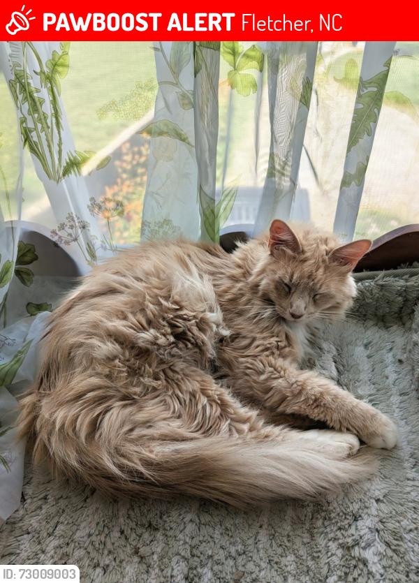 Lost Male Cat last seen Hooper's Creek Dr , Fletcher, NC 28732