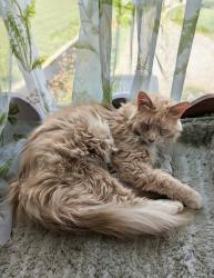Lost Male Cat last seen Hooper's Creek Dr , Fletcher, NC 28732