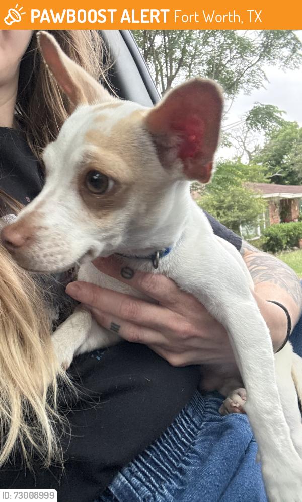Found/Stray Unknown Dog last seen Circle Ridge Dr and Glenwick 76114, Fort Worth, TX 76114