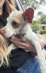 Found/Stray Unknown Dog last seen Circle Ridge Dr and Glenwick 76114, Fort Worth, TX 76114