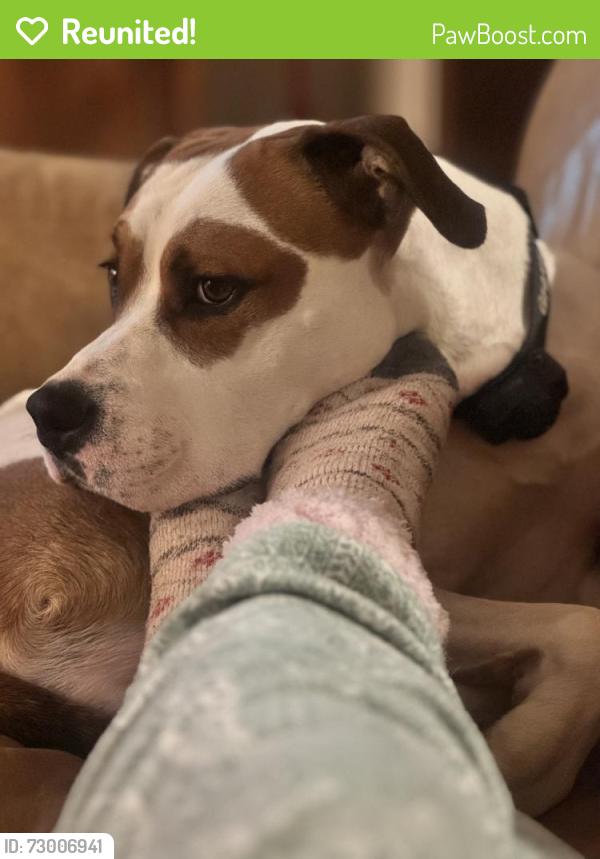 Reunited Male Dog last seen Vandyke Road, Kings Mountain, NC 28086