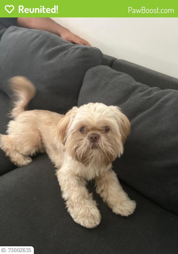 Reunited Male Dog last seen Post st and larking an Hyde , San Francisco, CA 94109
