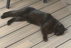 Reunited Male Cat last seen Rolling Knoll Ct at the trail in the forest, Springfield, VA 22153