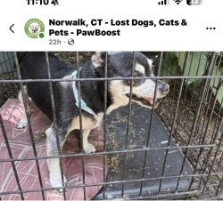 Reunited Female Dog last seen Near Winfield st , Norwalk, CT 06855