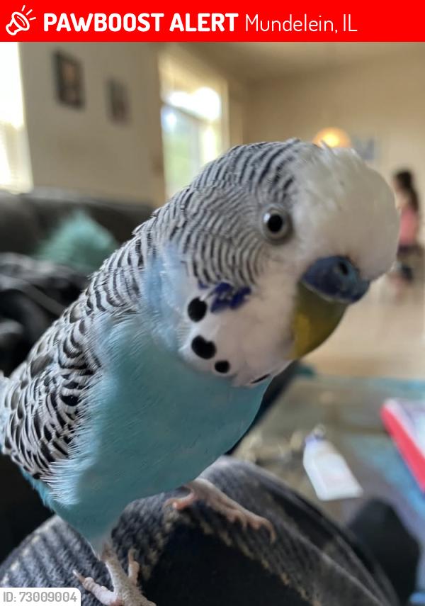 Lost Male Bird last seen Route 83 and Winchester, Mundelein , Mundelein, IL 60060