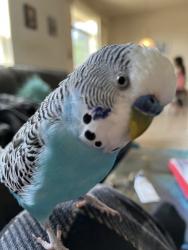 Lost Male Bird last seen Route 83 and Winchester, Mundelein , Mundelein, IL 60060