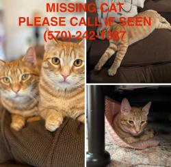 Lost Male Cat last seen Glenoak Forest, Monroe County, PA 18301