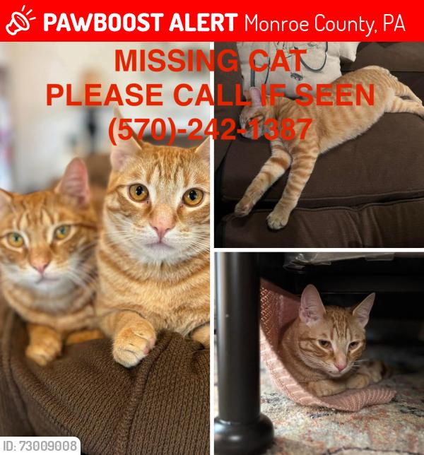 Lost Male Cat last seen Glenoak Forest, Monroe County, PA 18301