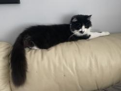 Lost Male Cat last seen Doxford Place Methodist Church, Northumberland, England NE23 6DU