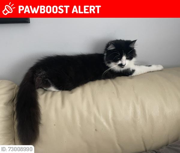 Lost Male Cat last seen Doxford Place Methodist Church, Northumberland, England NE23 6DU