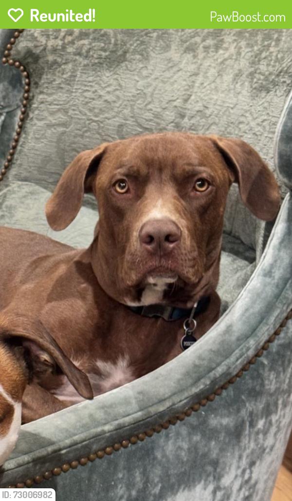 Reunited Male Dog last seen Near Vandyke Rd, Kings Mountain, NC 28086